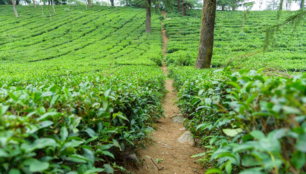 London to Sylhet