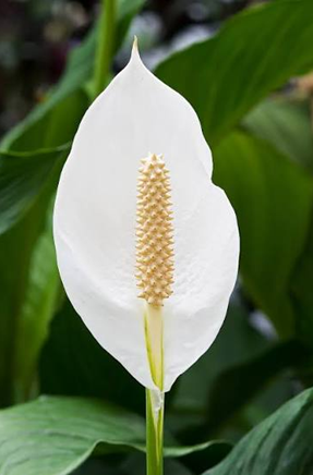Peace lily